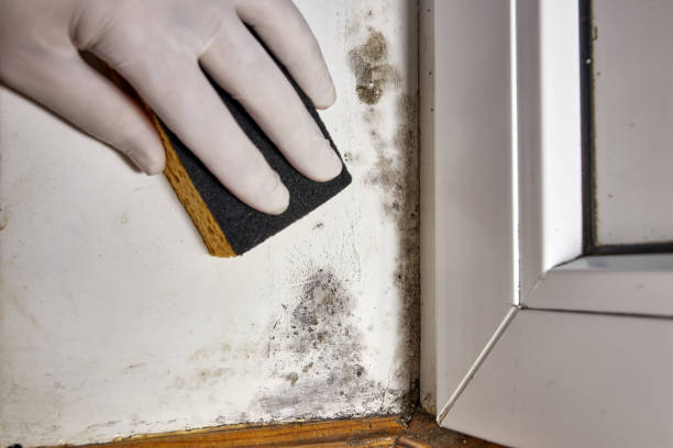 Best Air Quality Testing for Mold Spores  in Hagerstown, MD