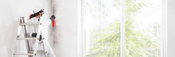 Best Basement Mold Removal  in Hagerstown, MD